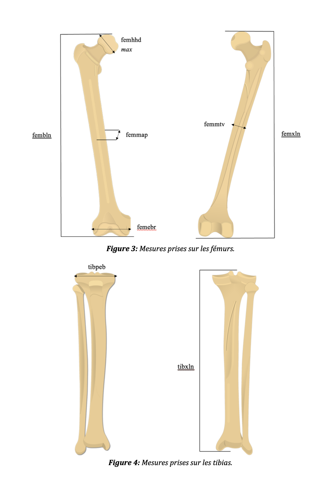 Diagrams of the measurement points on the femur (maximum and physiological length, epicondylar breadth, head diameter, midshaft medio-lateral diameter) and the tibia (length, proximal epiphyseal breadth).